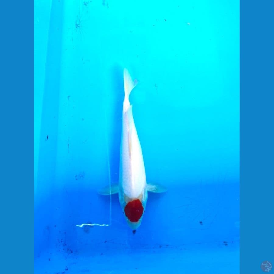 TANCHO KOHAKU ORIGINAL SKIN MULUS STRONG 30cm M