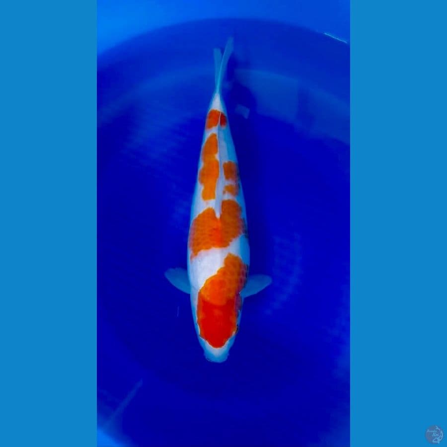 Kohaku