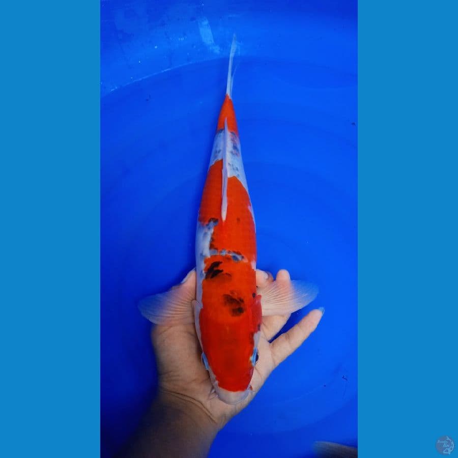ghosiki jantan 36cm