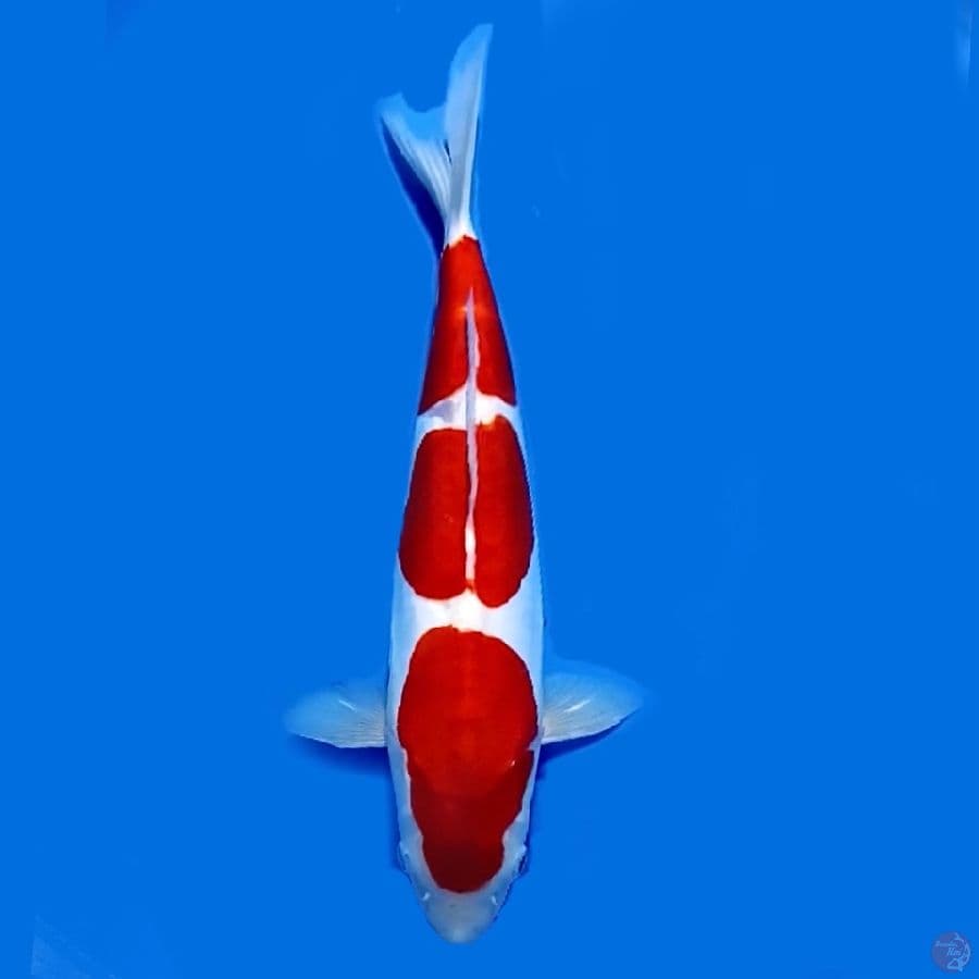 Doitsu Kohaku Murni 35cm Female