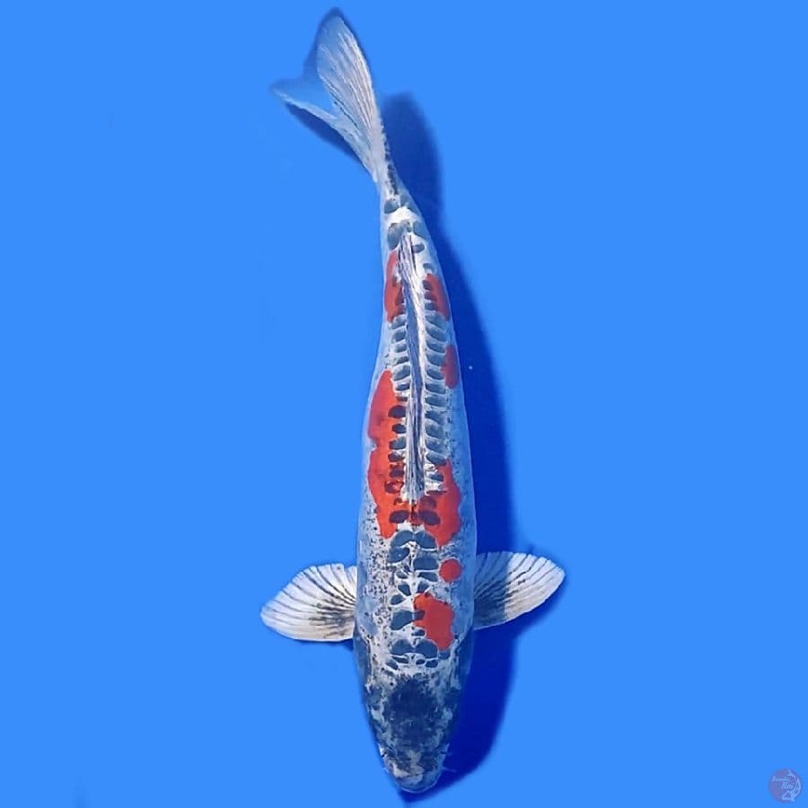 Beni kiko 47cm Female