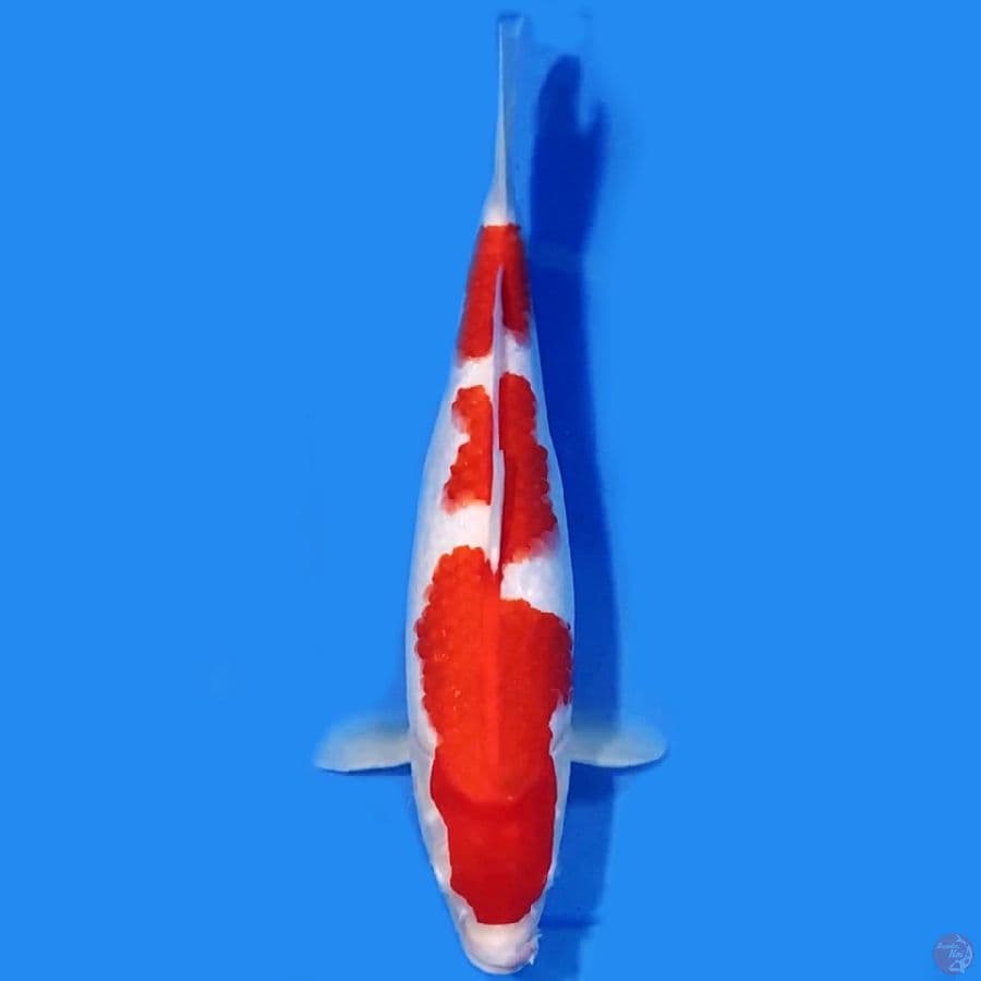 Sandan Kohaku 35cm Female
