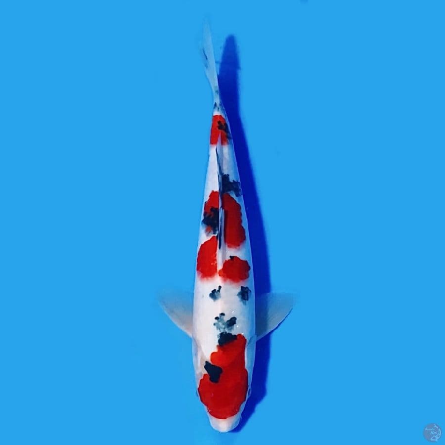 Taisho sanshoku 30cm Male