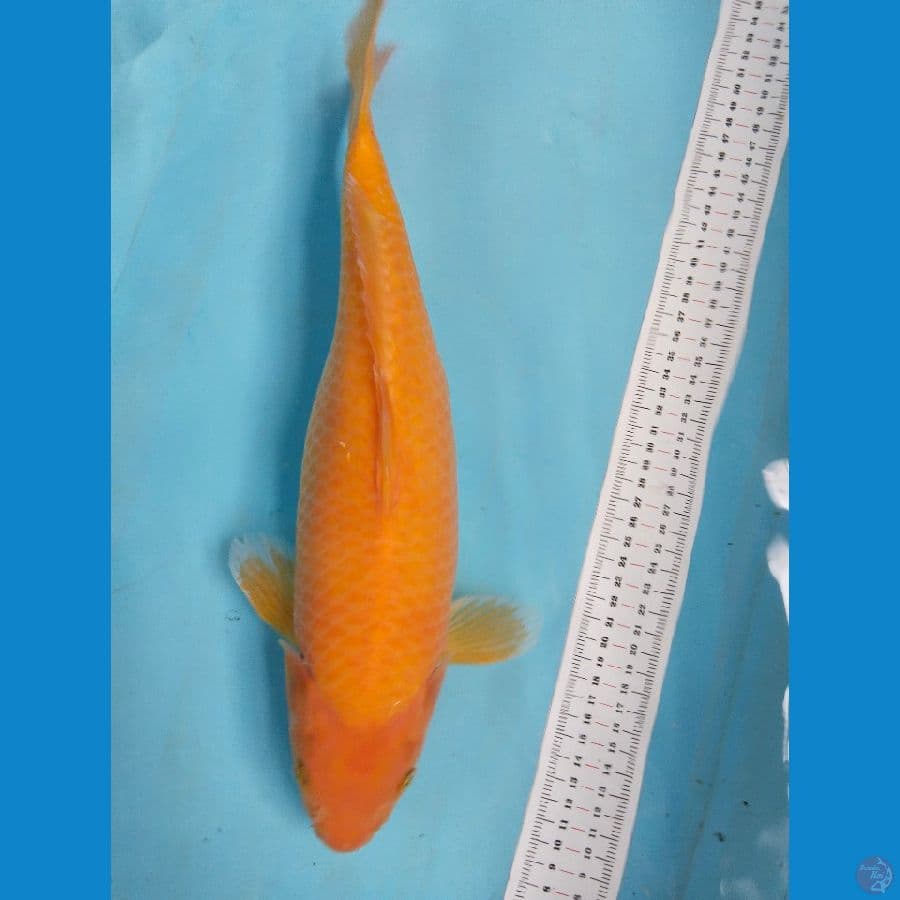 karasi 41cm