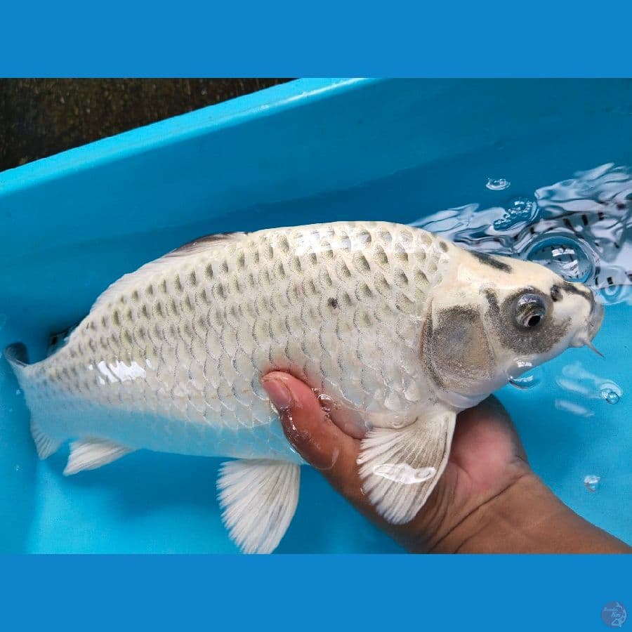 mukasi 36cm bulki