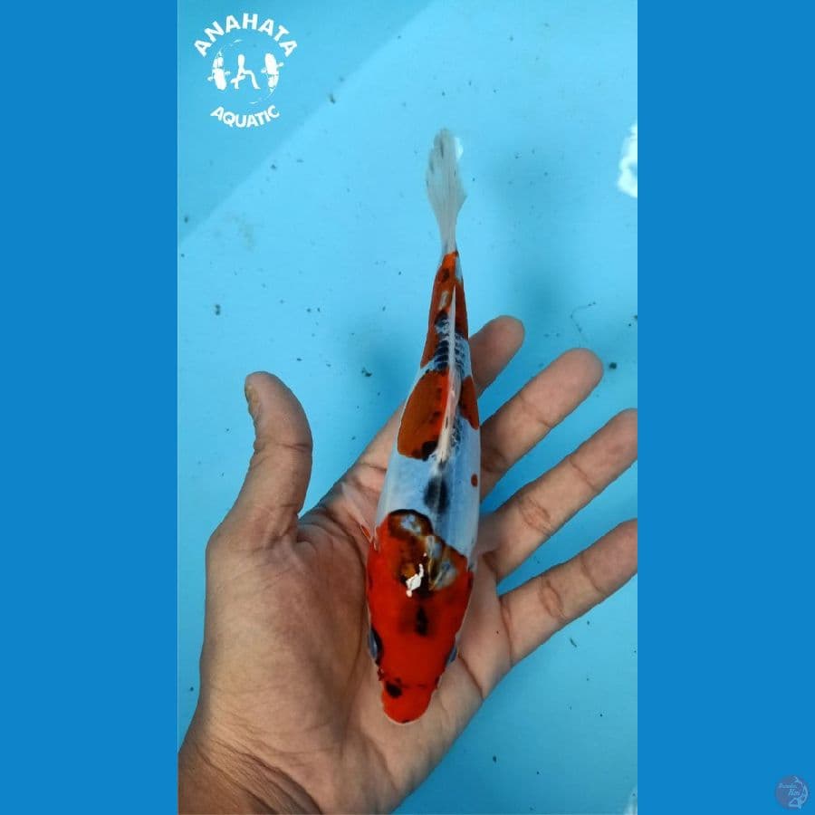 Doitsu Minion 20cm