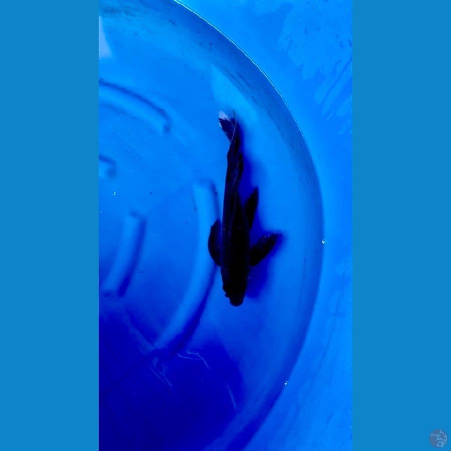 PENJINAK KOLAM SLAYER KARASU PEKAT 35cm/M
