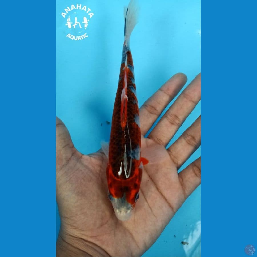 Kikokuryu Minion - 16cm