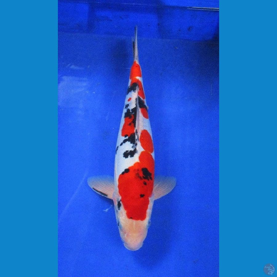inazuma doitsu ±35cm