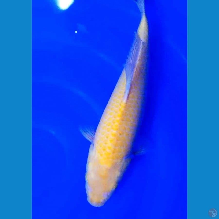karashi corn m37 cm