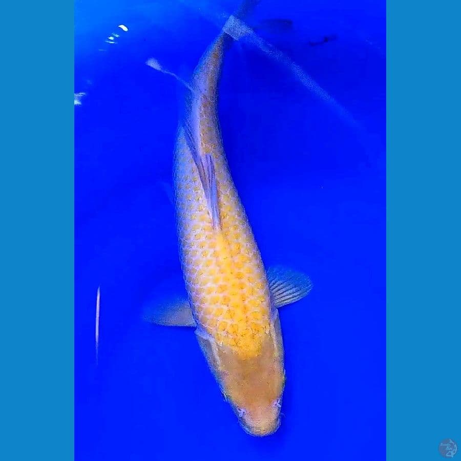 karashi corn f 38 cm