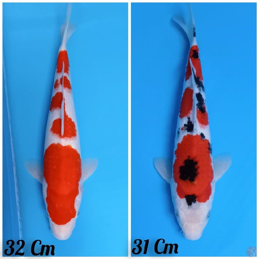 kohaku sanke