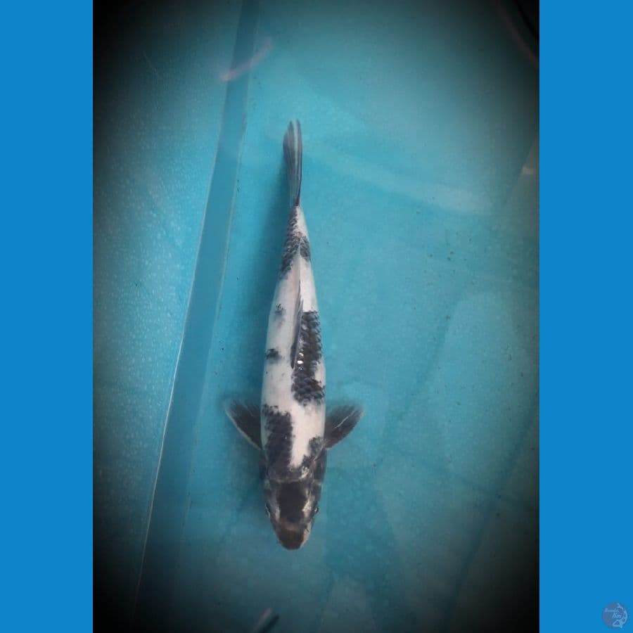 Gin Shiro 41 cm