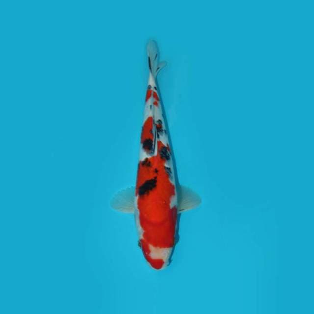 32 CM - SANKE