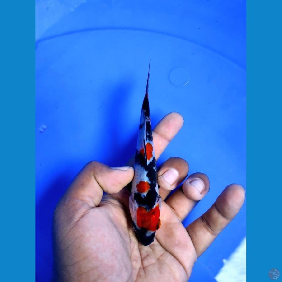15cm