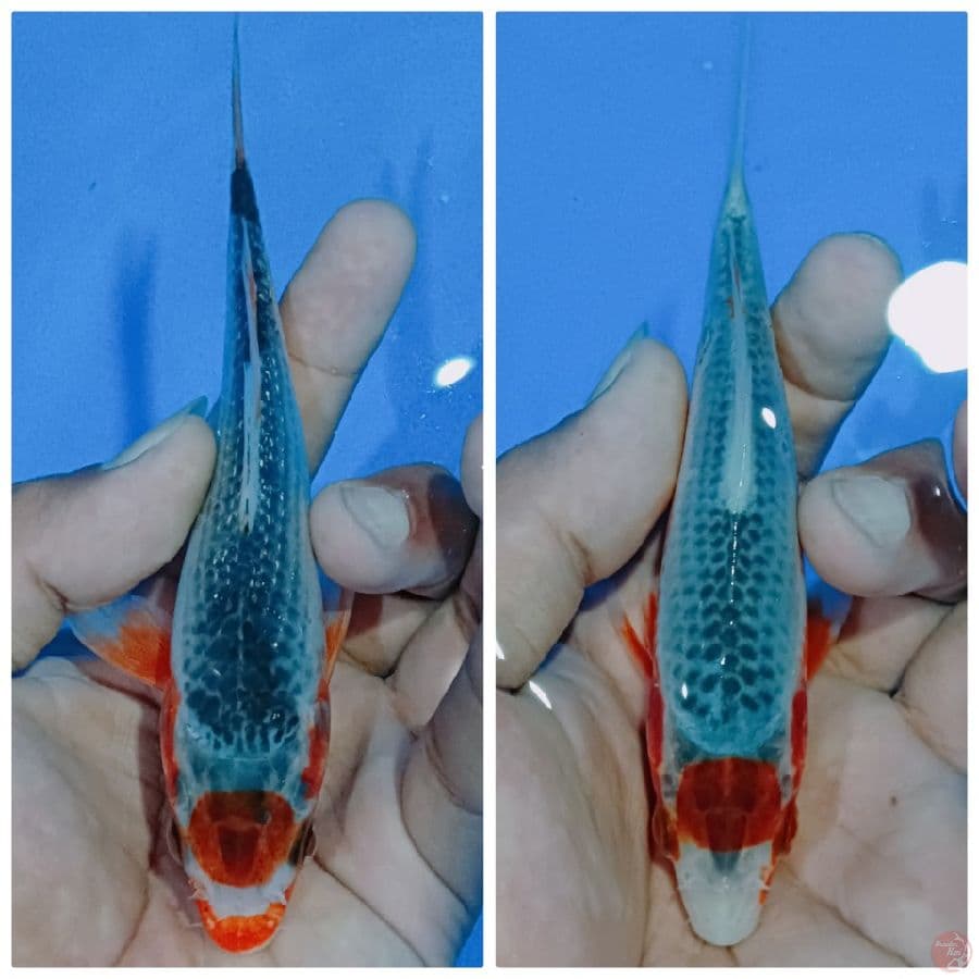 maruten Asagi 12-15 cm
