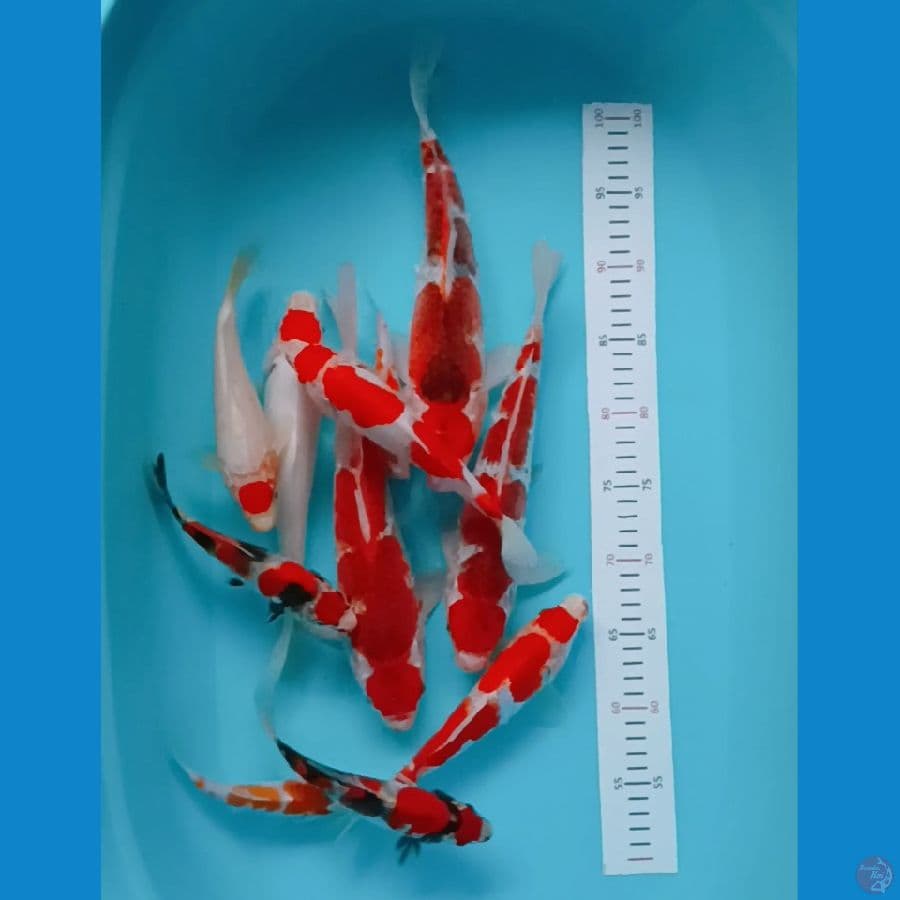 mixs 15-30 cm