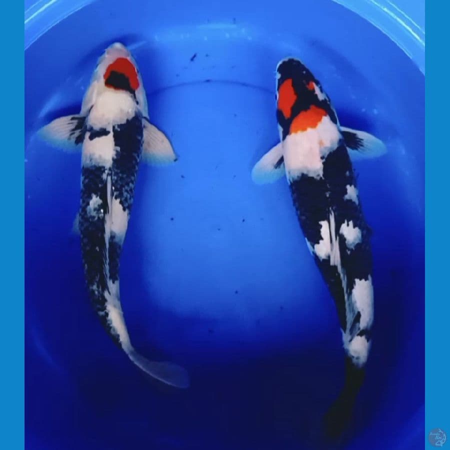 55bu,50cm tancho showa orii male n female