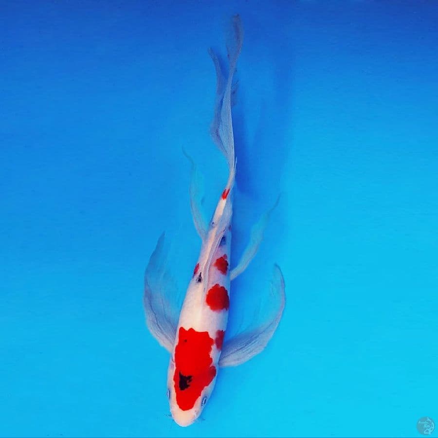 MIDORI 8 - Sanke Kumpay 32 cm/male ®
