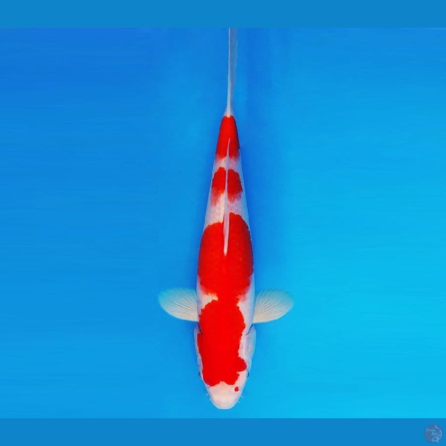 YORI 11 - Kohaku 30 cm/fm ®