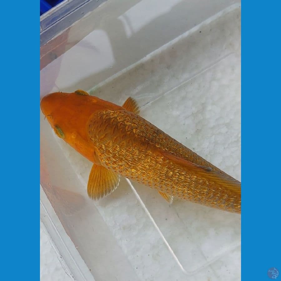 bred aziz 20cm bahan keping SQ