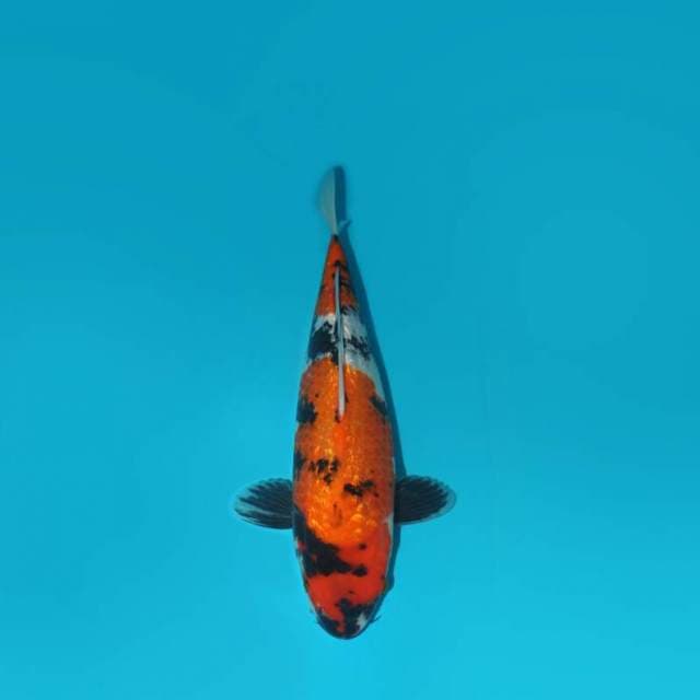 35 CM - SHOGIN