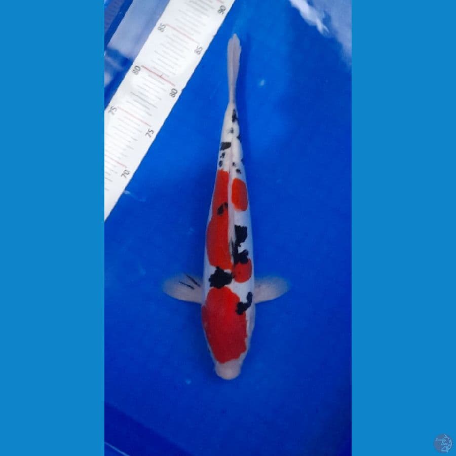 sanke doitsu 35 cm
