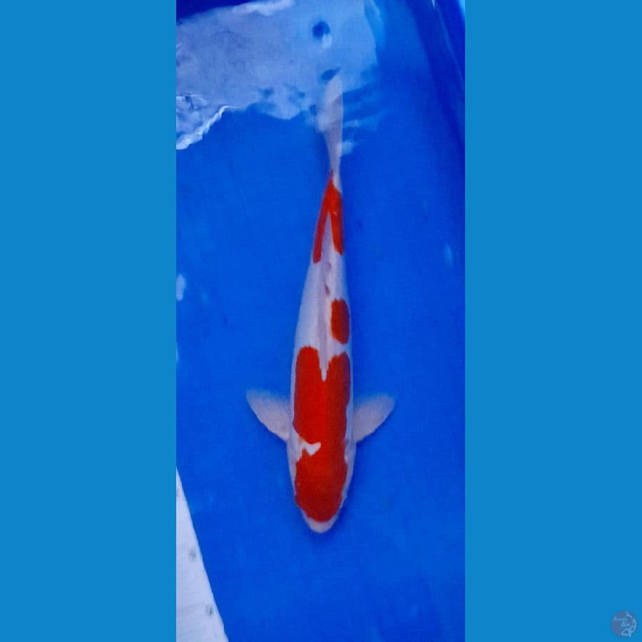 kohaku doitsu 37 cm