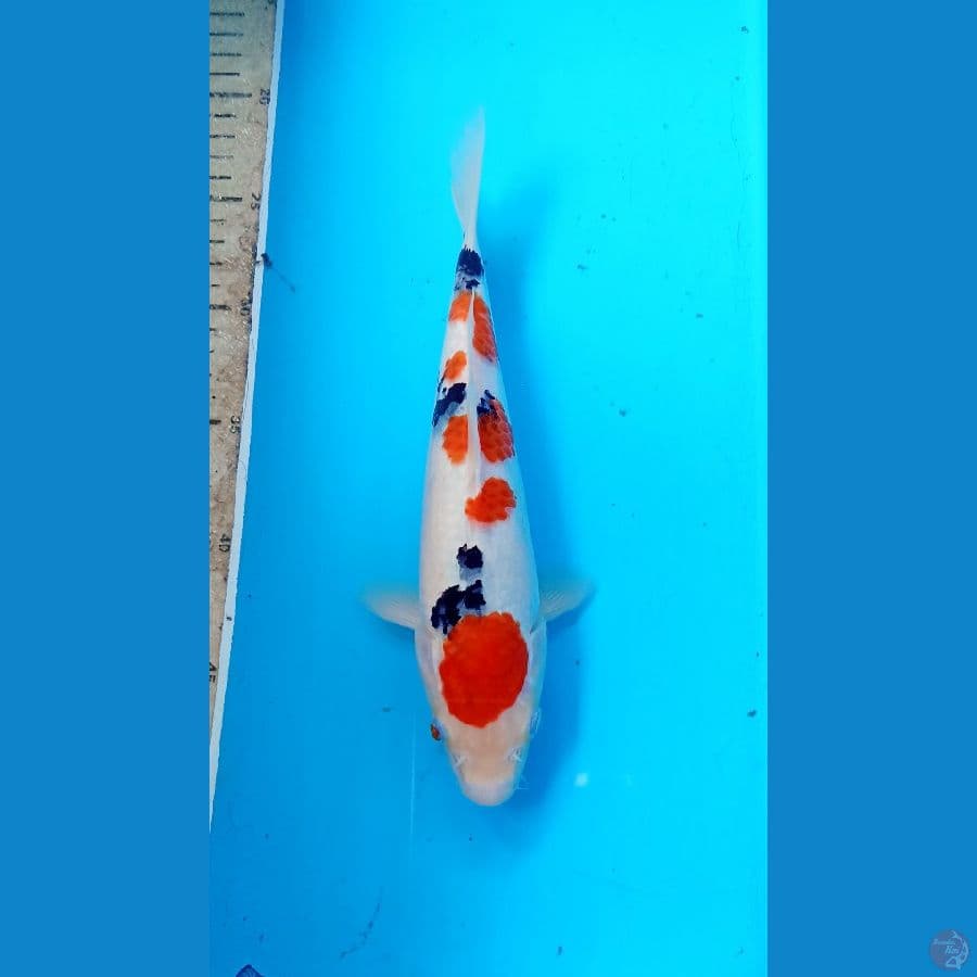 sanke m 26cm