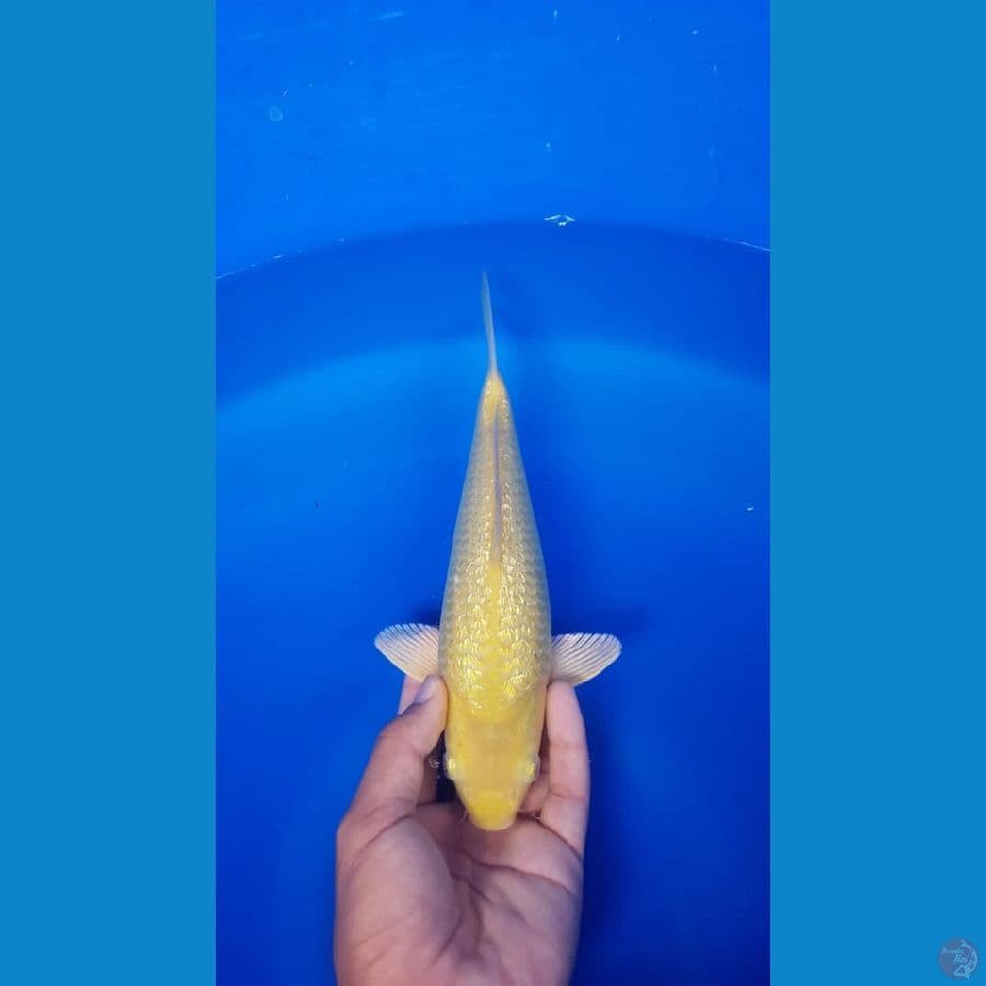 Karasi crown fuull ginrin 27cm male bodi tebal