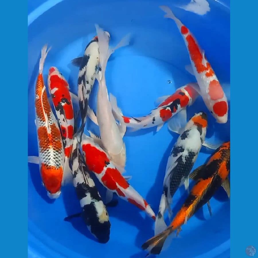 paket mix kumpay 27_35cm 10 ekor .