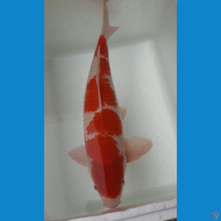 KOHAKU JUMBO 55cm