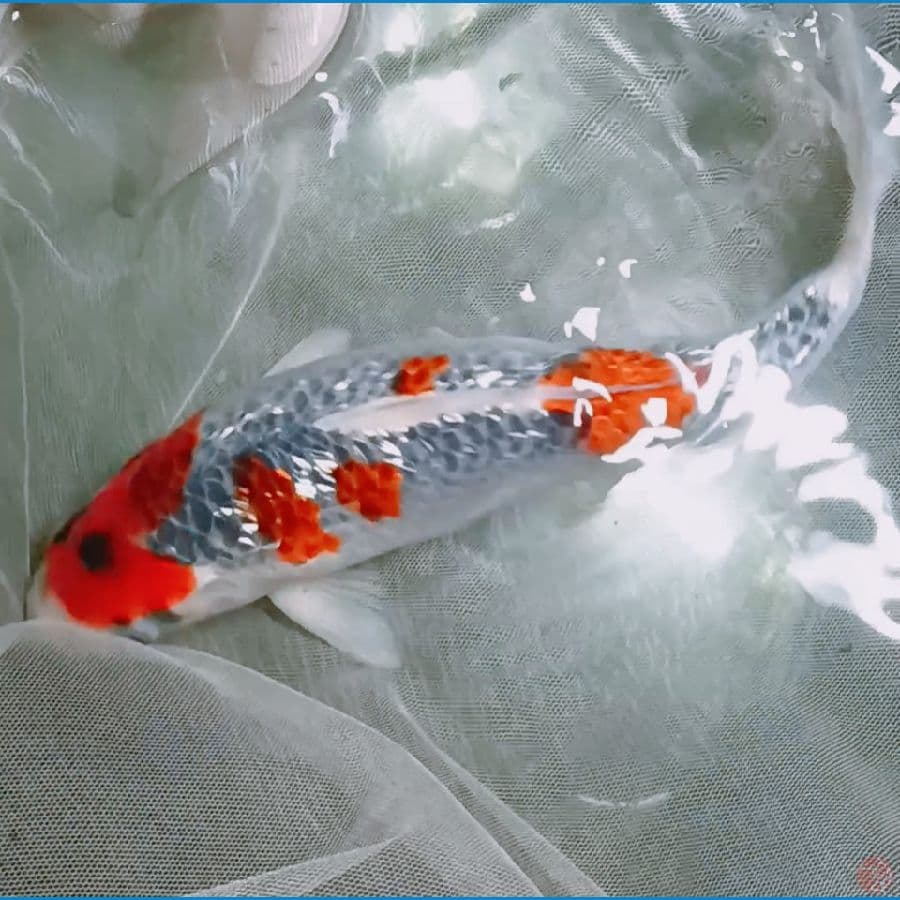 Gosiki ginrin male 30 Bu