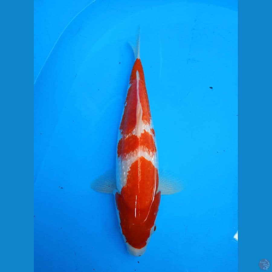 KOHAKU GINDRIN MALE 33CM
