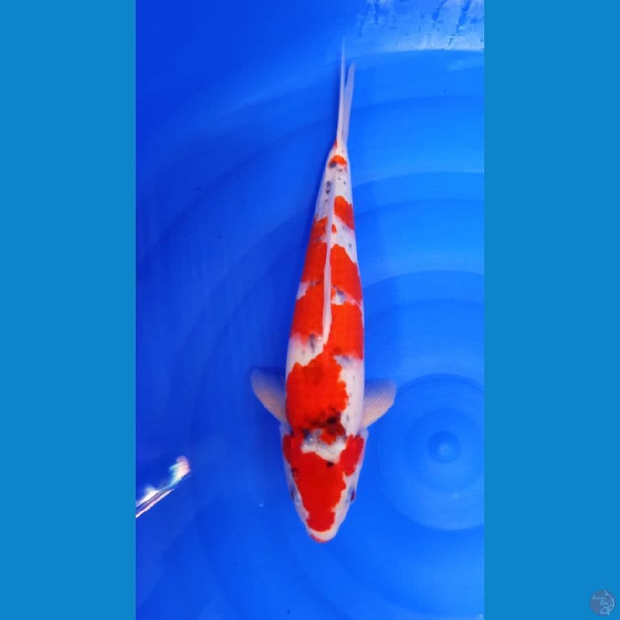 GHOSIKI JANTAN 36CM