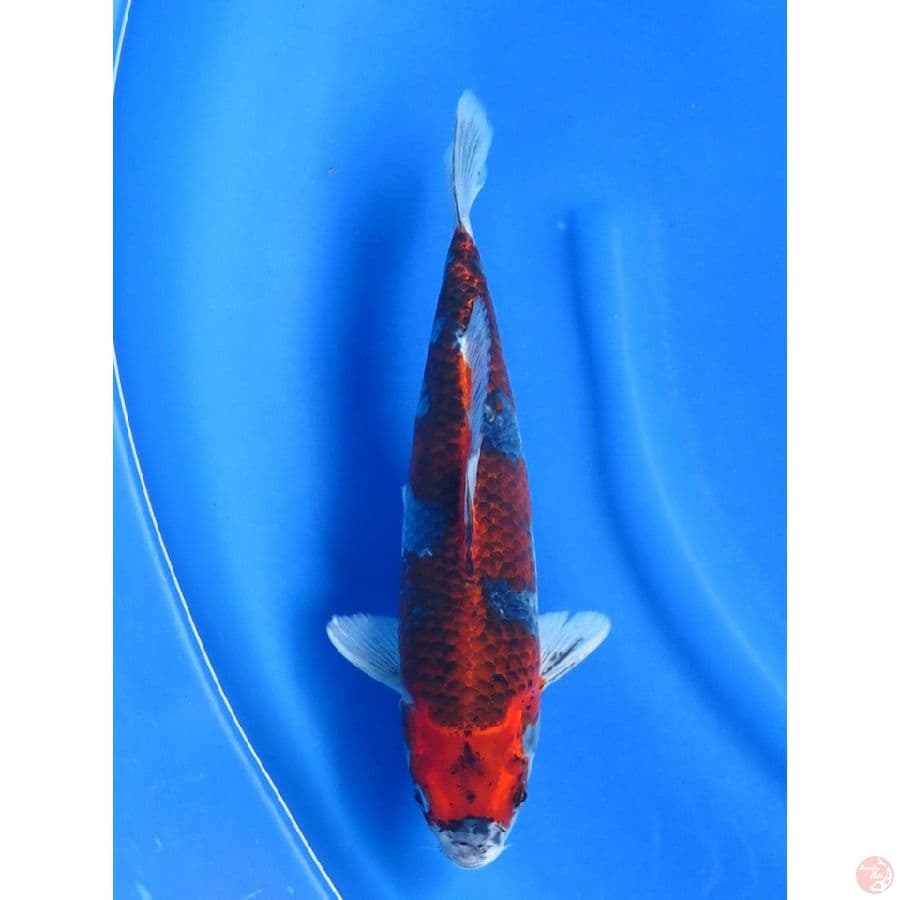 32cm , Super Red Goshiki