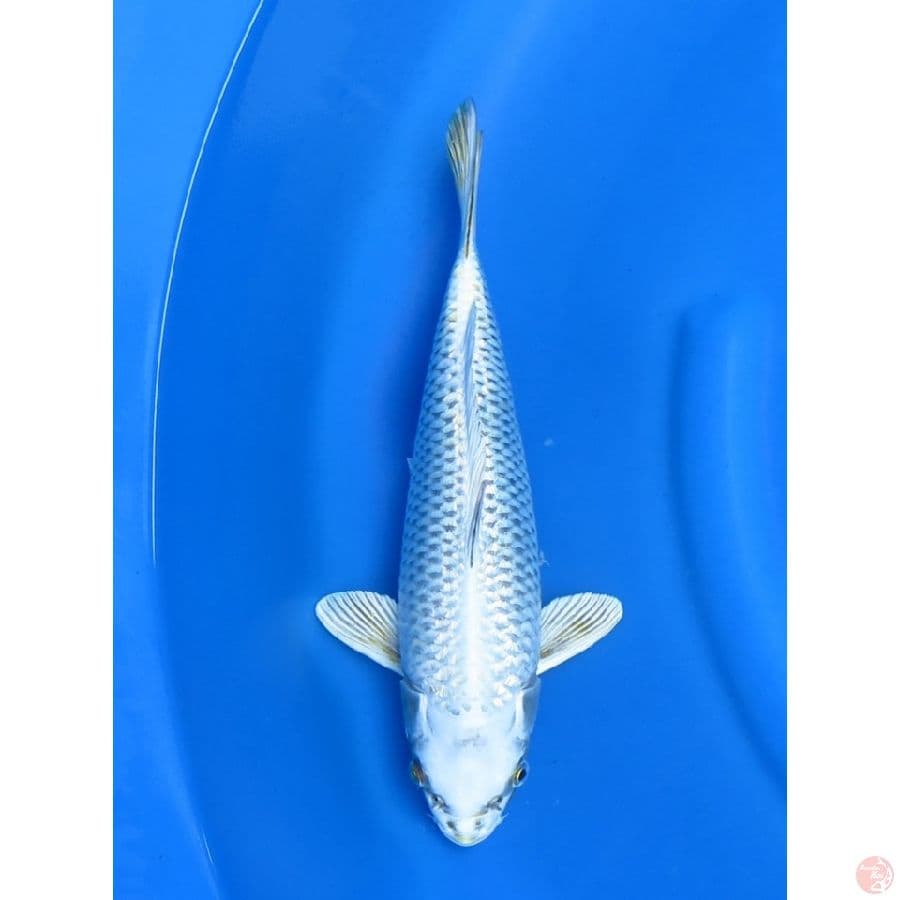 36cm , Mukashi Putih