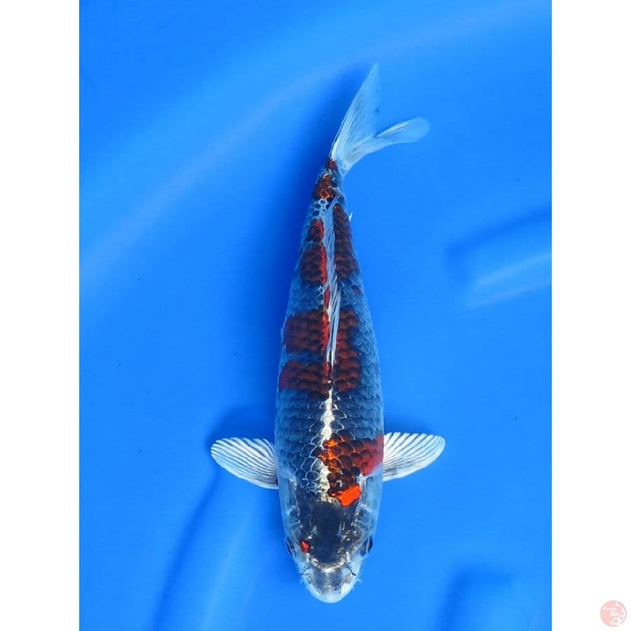 30cm , Orignal Pola - Beni ginga