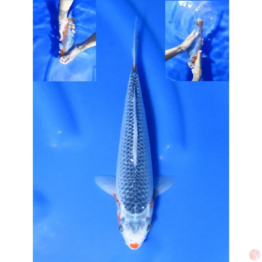 29cm , Asagi HQ