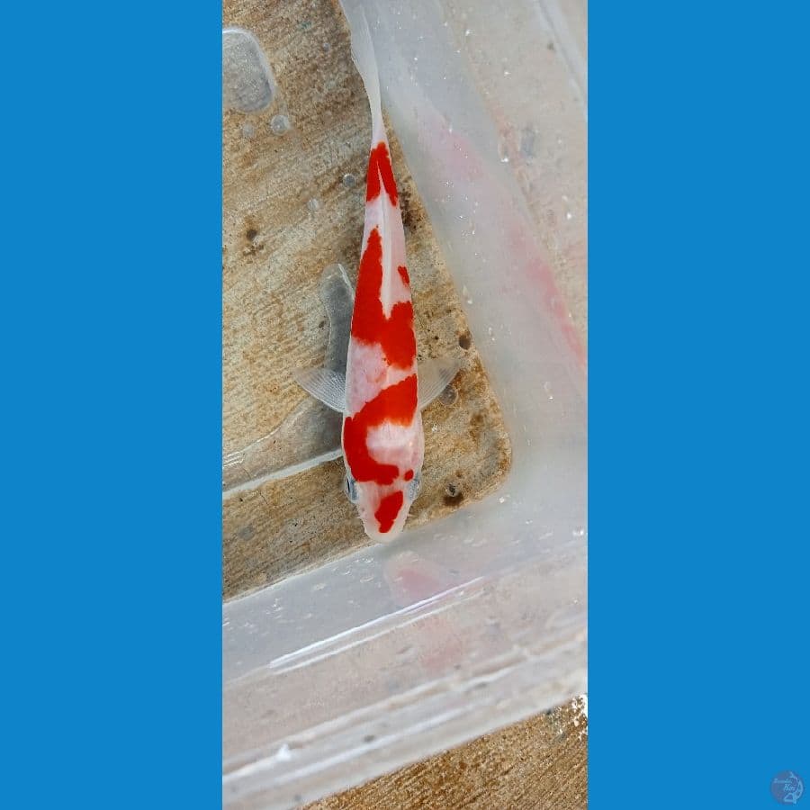 KOHAKU 13 CM