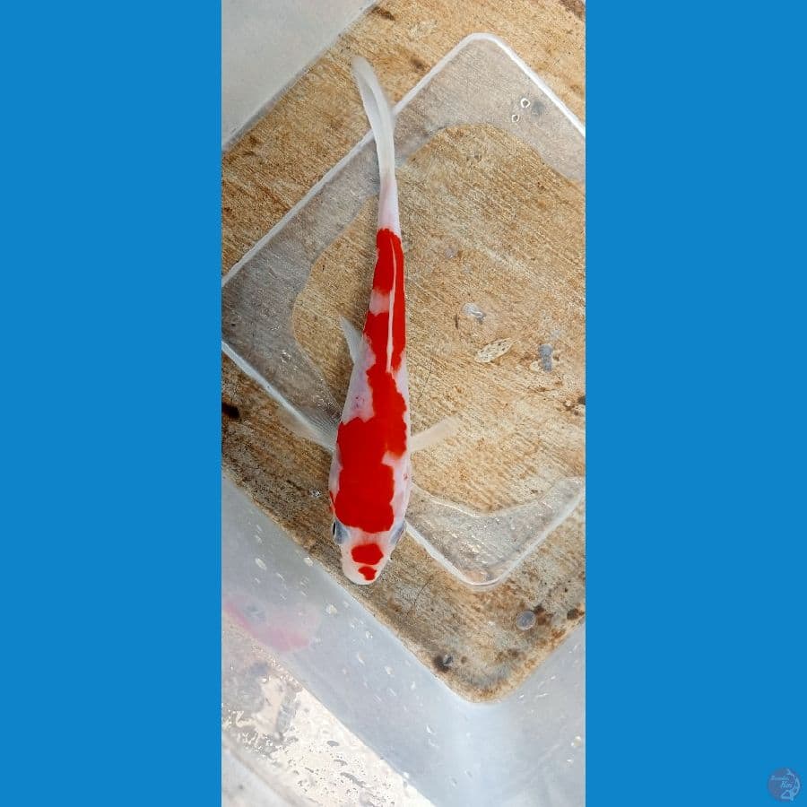 KOHAKU 13 CM