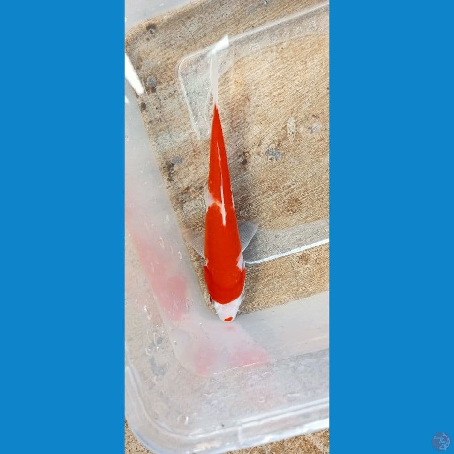 kohaku ucibeni 13 cm