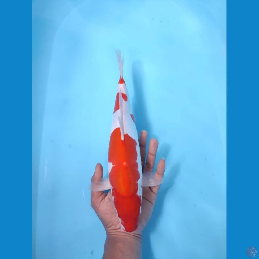 KOHAKU 34 CM - FEEMALE