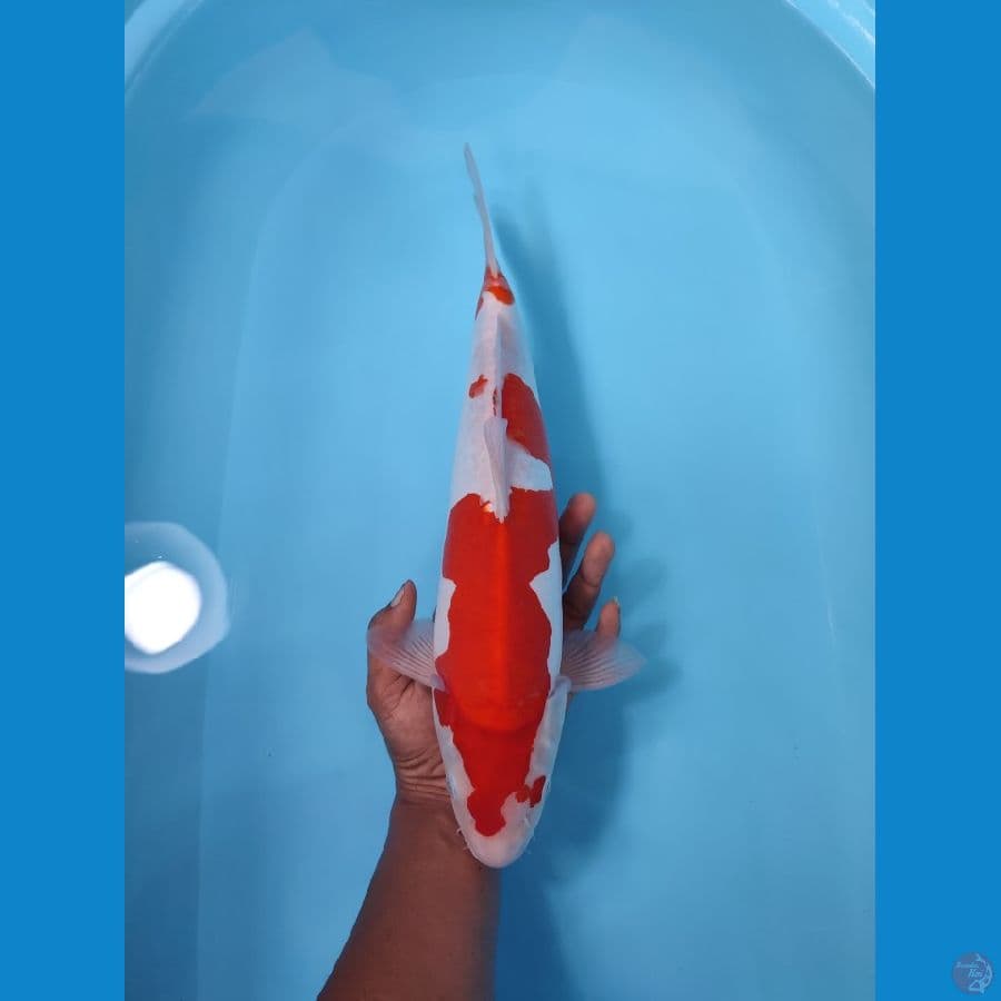 KOHAKU 40 CM - FEEMALE