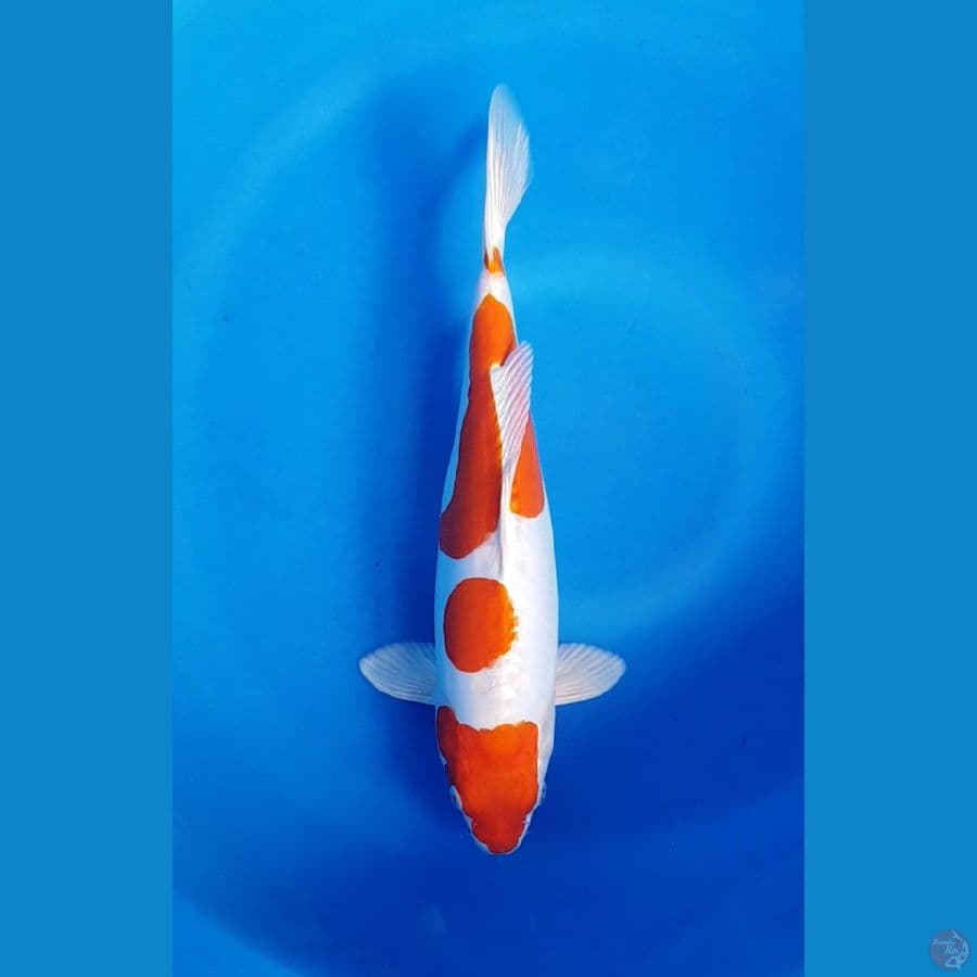 KIKUSUI 34cm