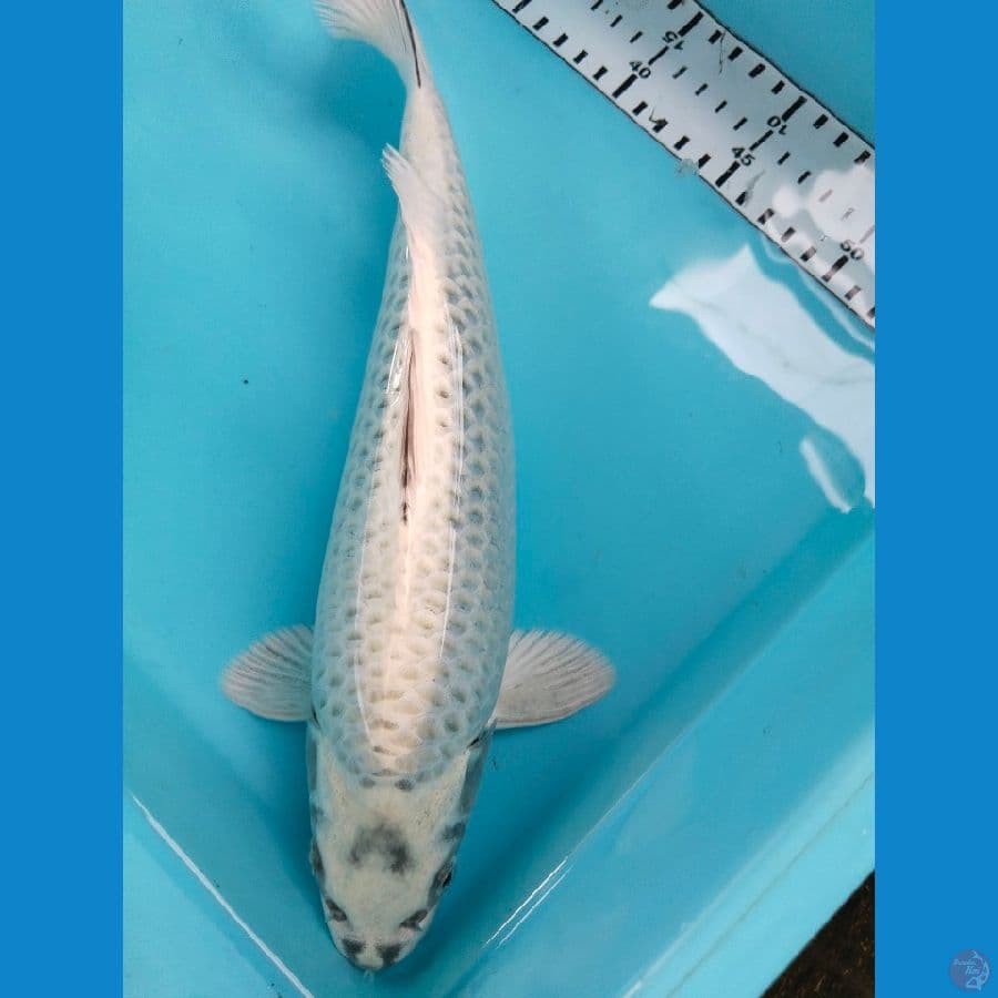 mukasi 35cm