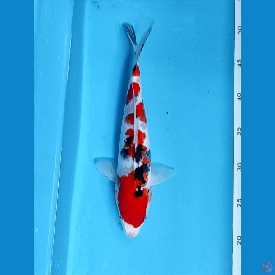 Male 30cm