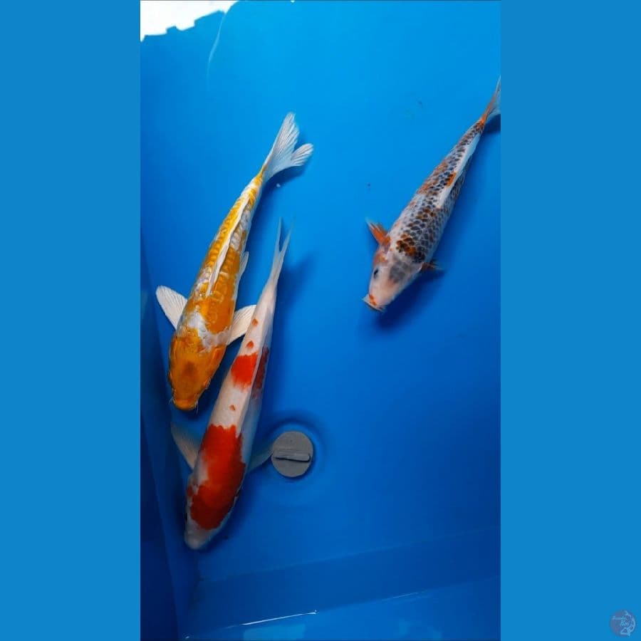 mix 24-30cm