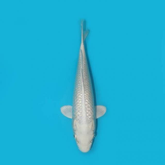 26 CM - PLATINUM