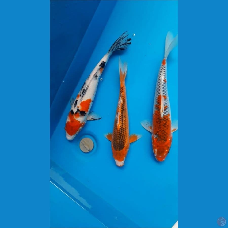 mix 25-30cm